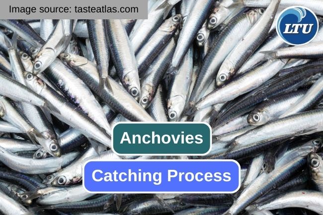 Unveiling the Adventure of Anchovies Catching Process